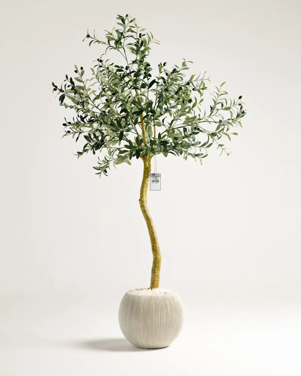 Olive Single Trunk Tree Wasilaah UAE