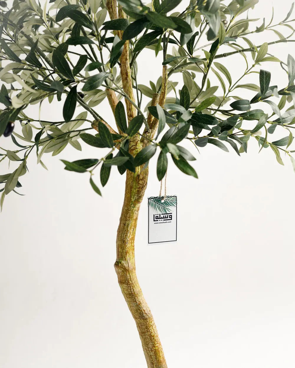 Olive Single Trunk Tree Wasilaah UAE