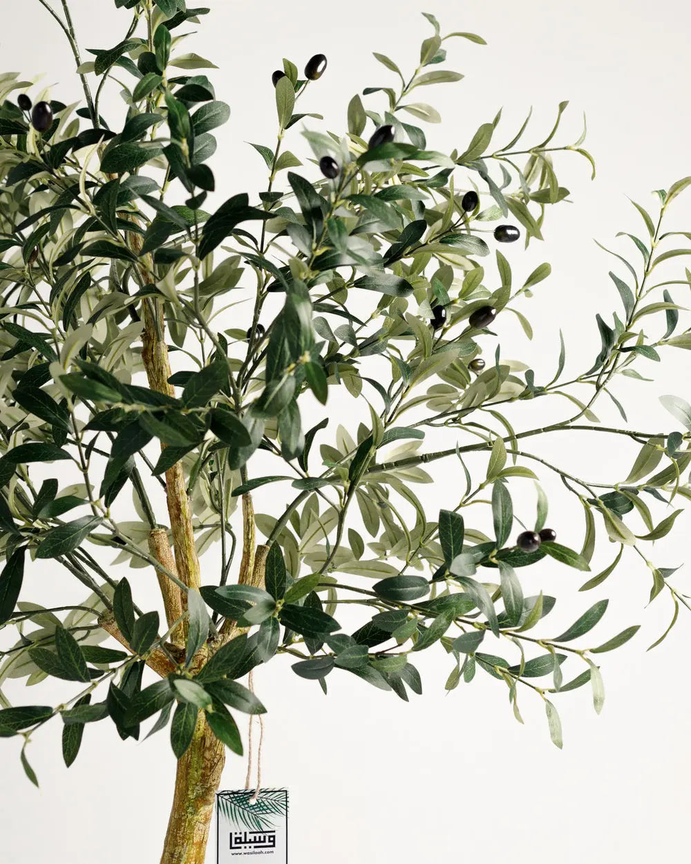 Olive Single Trunk Tree Wasilaah UAE