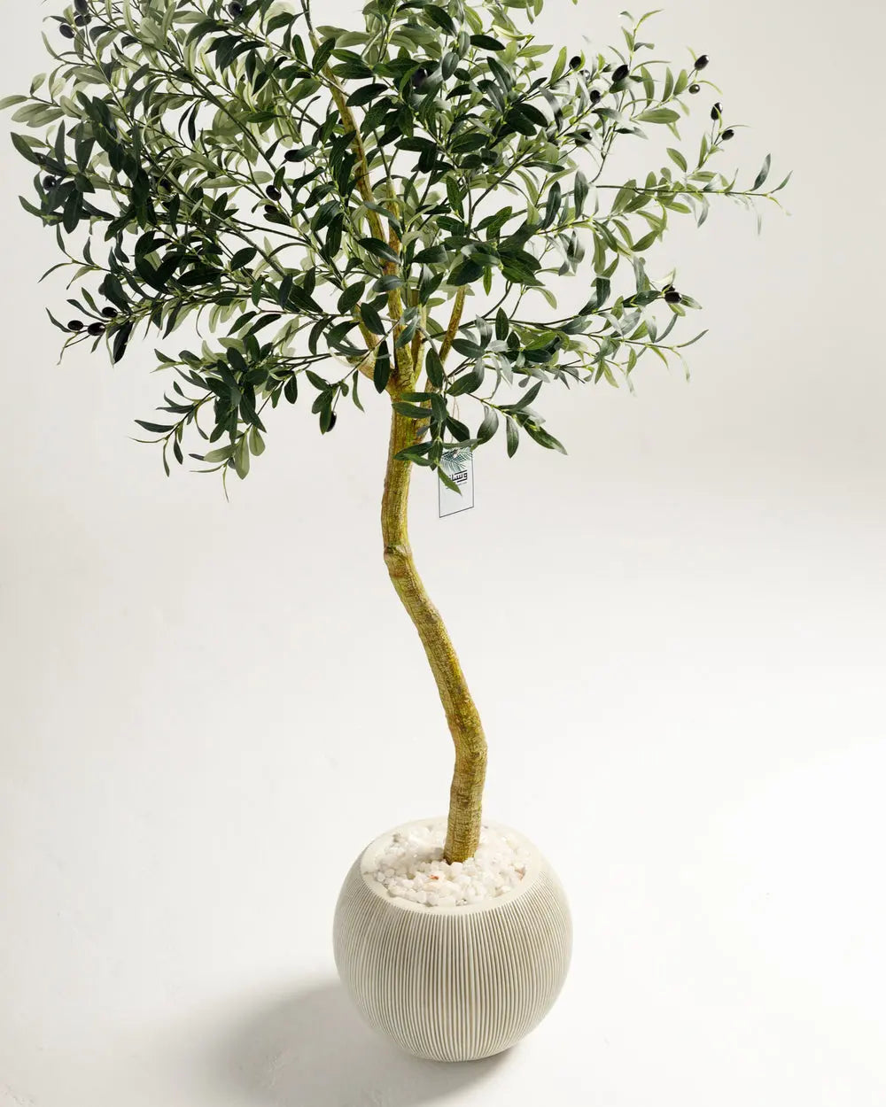 Olive Single Trunk Tree Wasilaah UAE