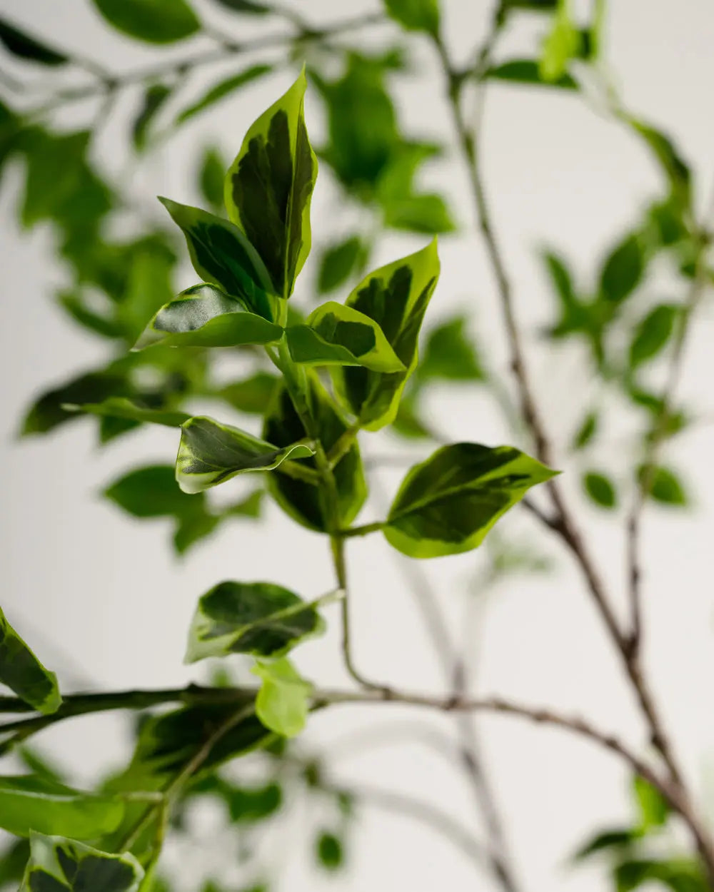 Benjamina Variegated Tree Wasilaah UAE