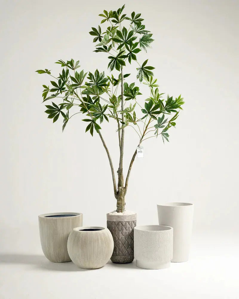 Stone Pot Wasilaah UAE