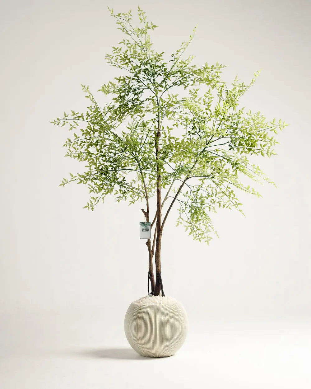 Benjamina Mini Leaf Tree Wasilaah UAE