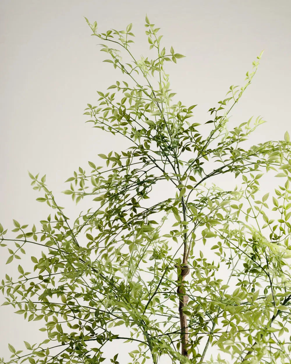 Benjamina Mini Leaf Tree Wasilaah UAE