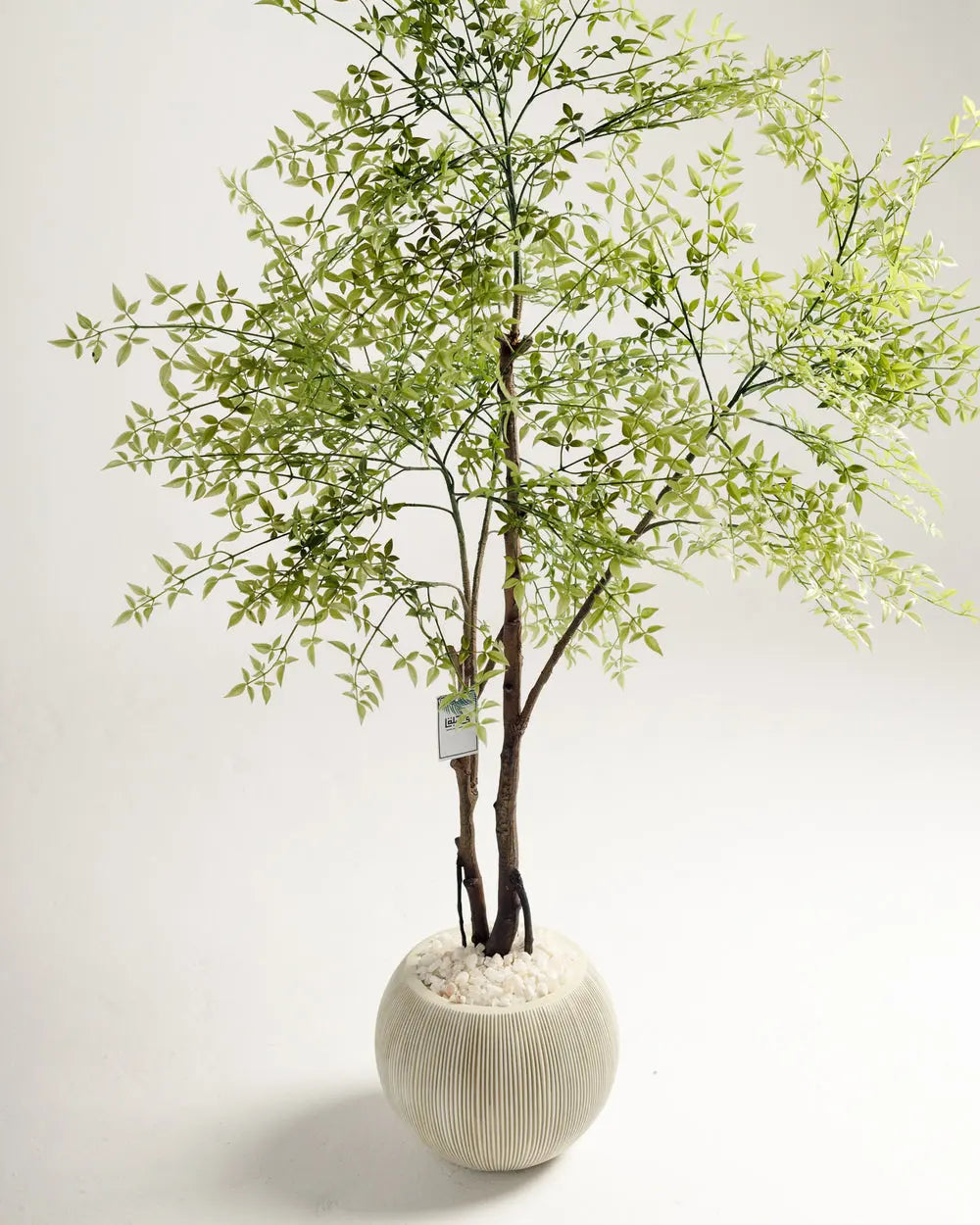 Benjamina Mini Leaf Tree Wasilaah UAE