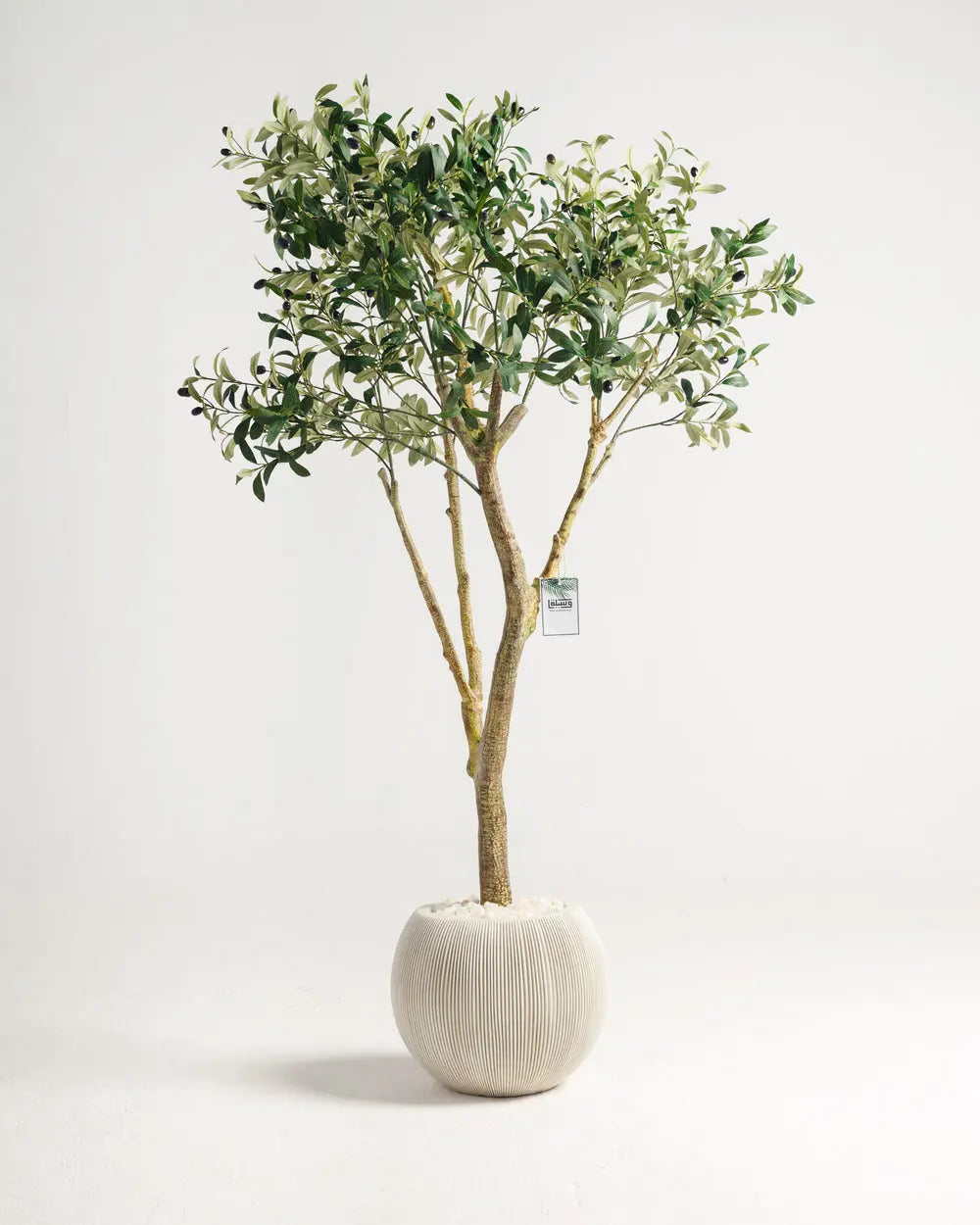 Olive Multi Stem Tree Wasilaah UAE