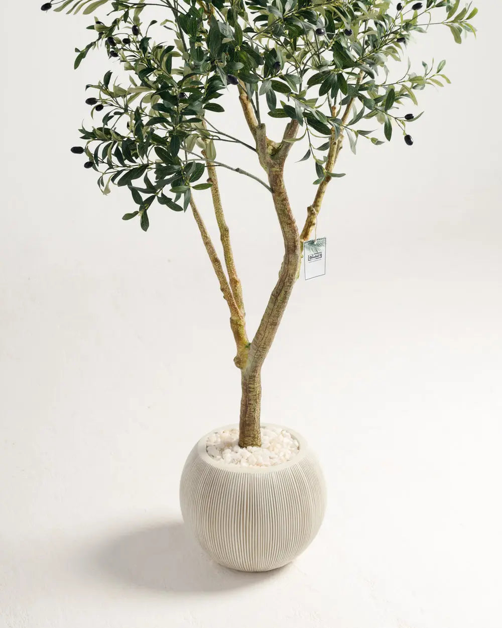 Olive Multi Stem Tree Wasilaah UAE