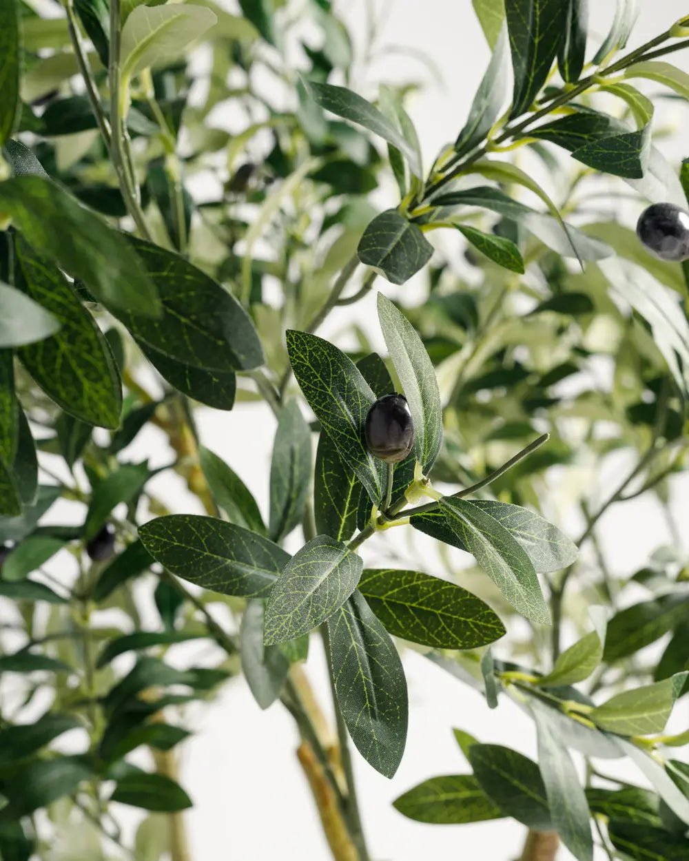 Olive Multi Stem Tree Wasilaah UAE