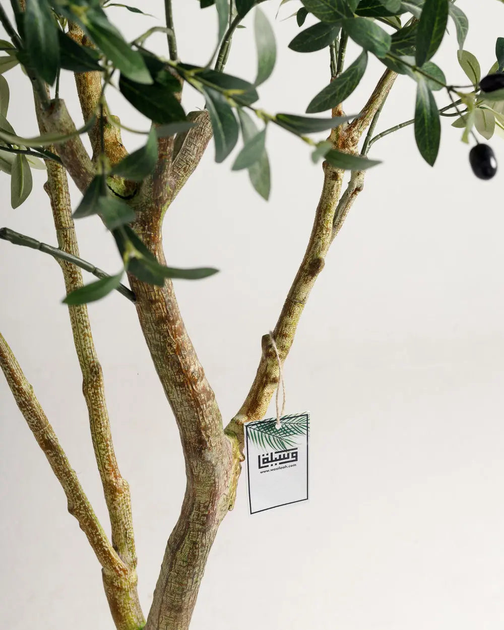 Olive Multi Stem Tree Wasilaah UAE